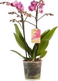 PHALAENOPSIS GEMENGD 10 KLEUREN