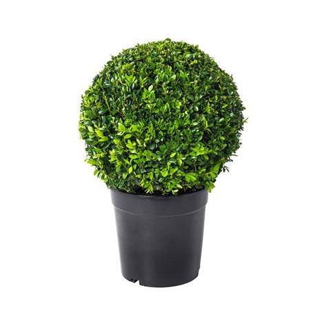 BUXUS BOULE