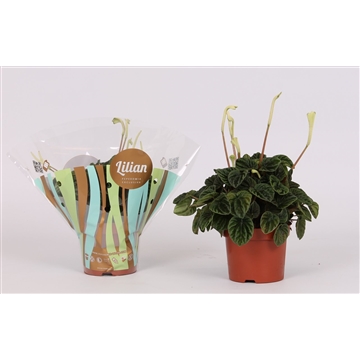 PEPEROMIA pot Ø 12