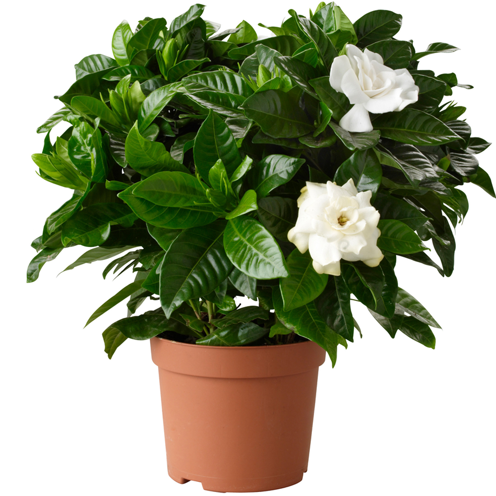 GARDENIA JASMINOIDES