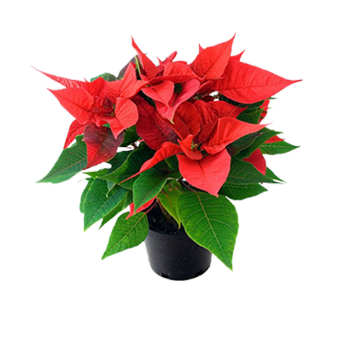 Poinsettia, Etoile de Noel