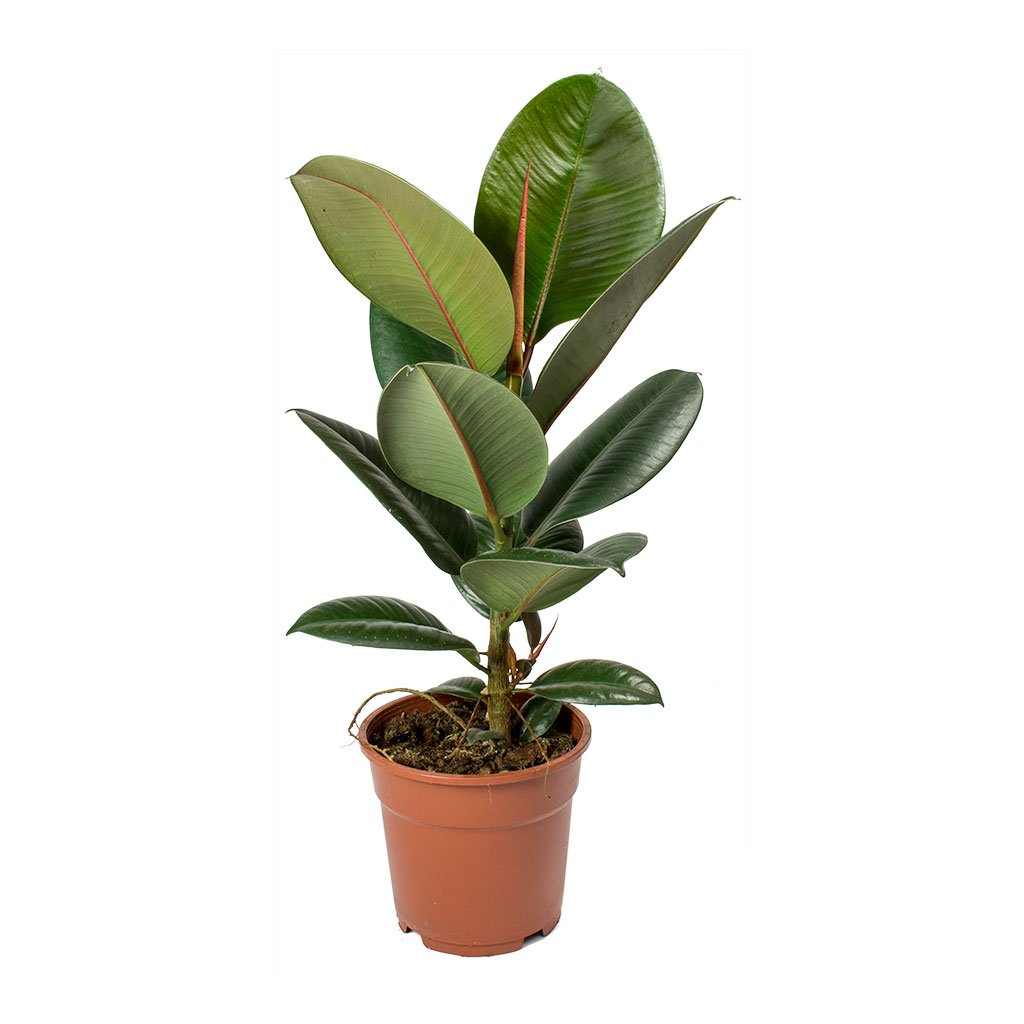 FICUS ELASTIQUA