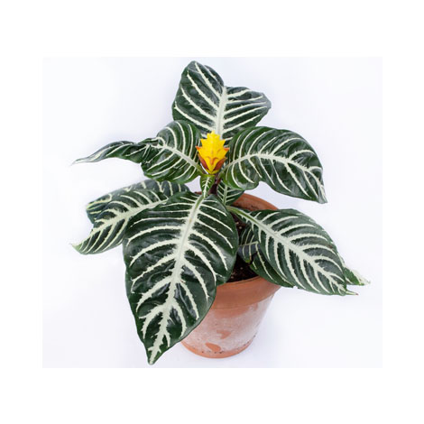 APHELANDRA SQUARROSA