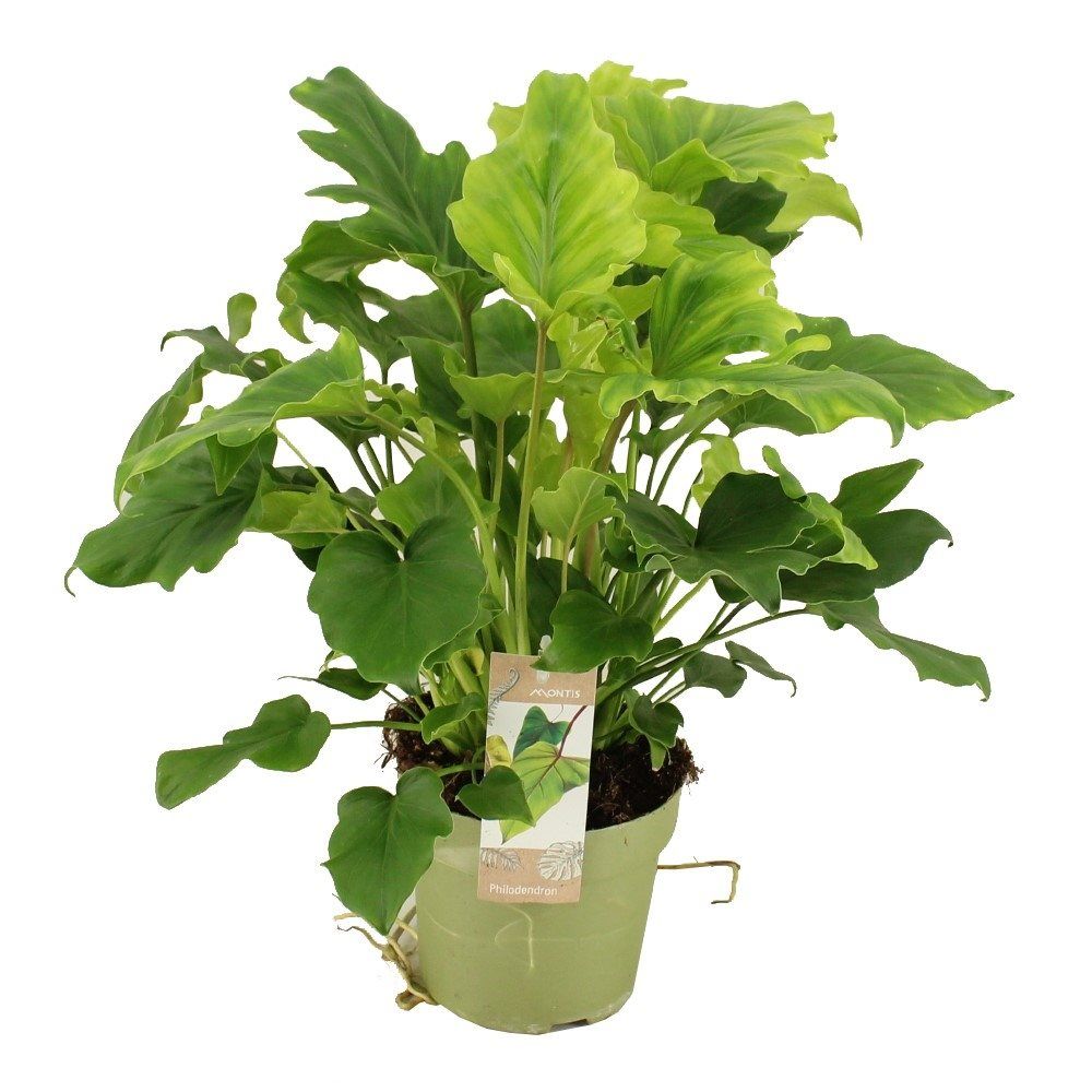 PHILODENDRON SELLOUM LITTLE HOPE