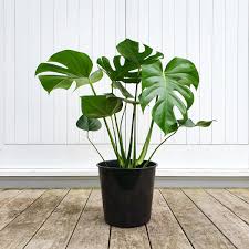 MONSTERA DELICIOSA