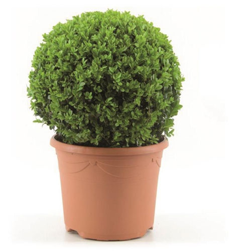 Buxus overig P23