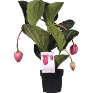 MEDINILLA