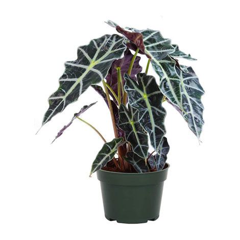 ALOCASIA POLLY