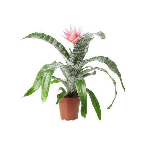 AECHMEA FASCIATA