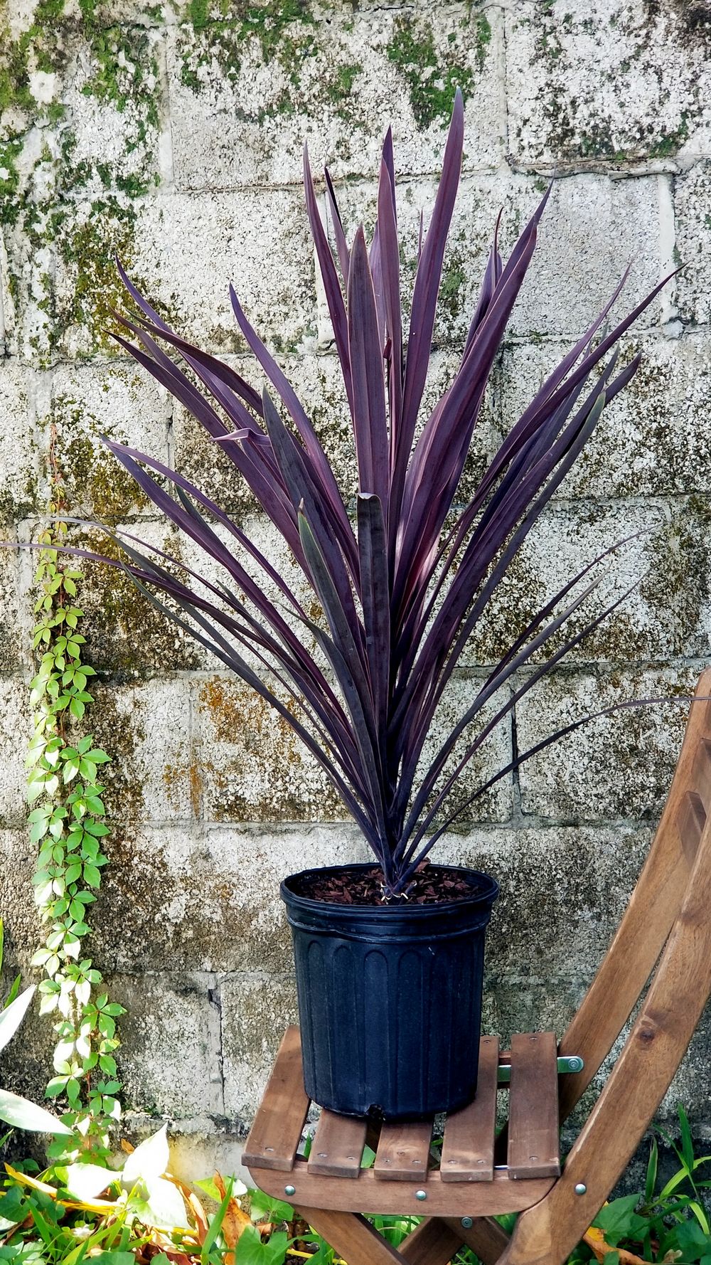 CORDYLINE AUSTRALIS