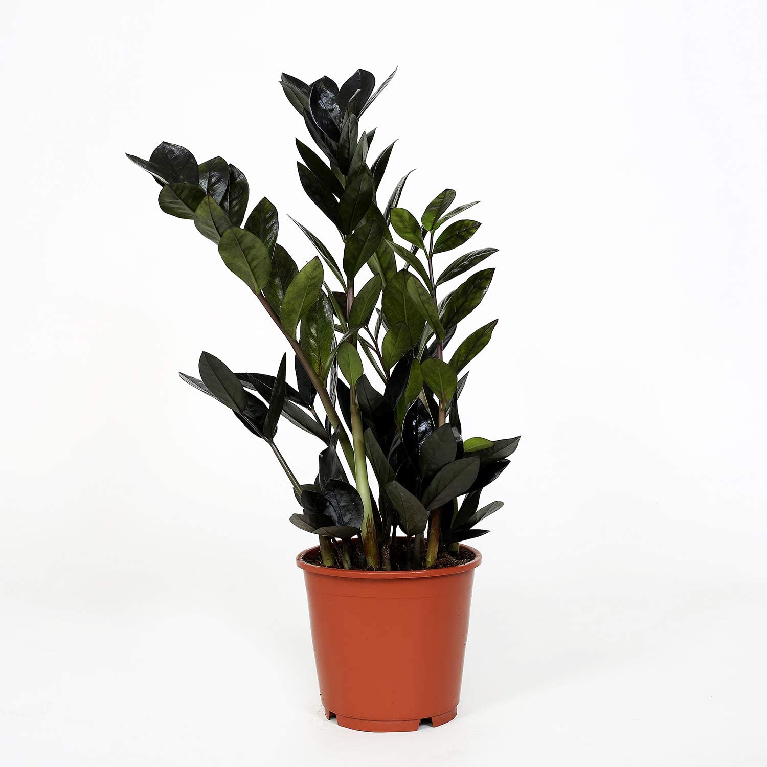 ZAMIOCULCAS ZAMIIFOLIA RAVEN