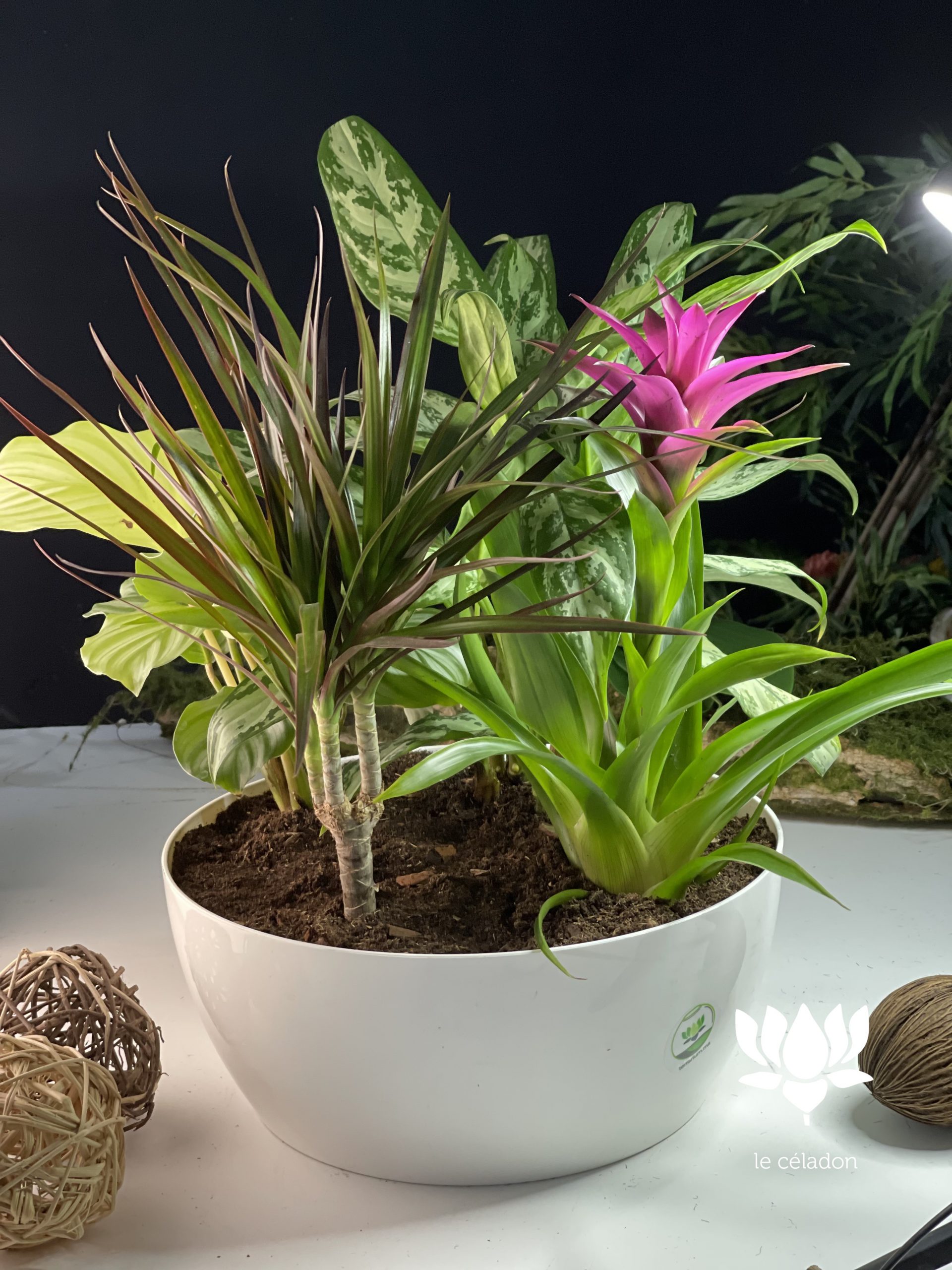 Composition de plantes LOVELY 30cm