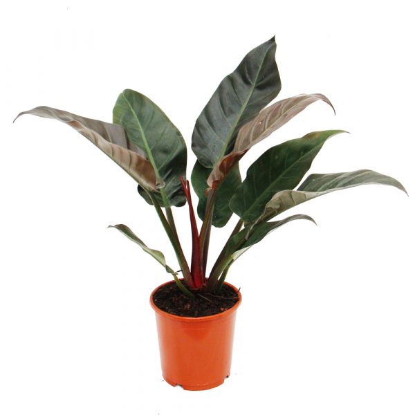 PHILODENDRON RED