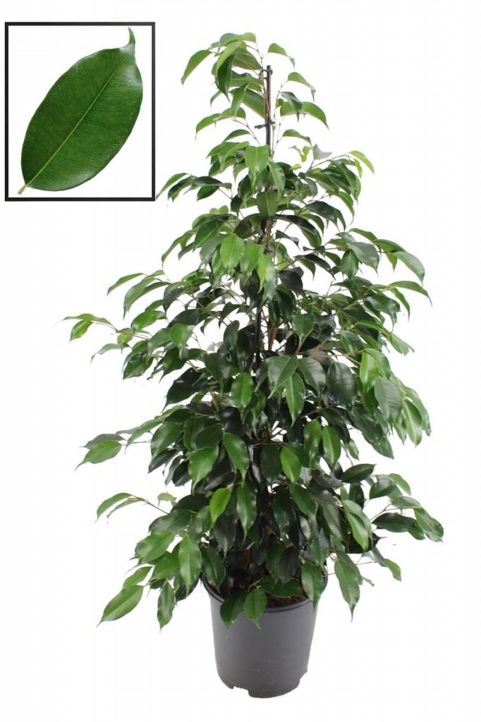 FICUS DANIELLE