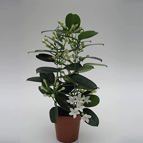 STEPHANOTIS FLORIBUNDA