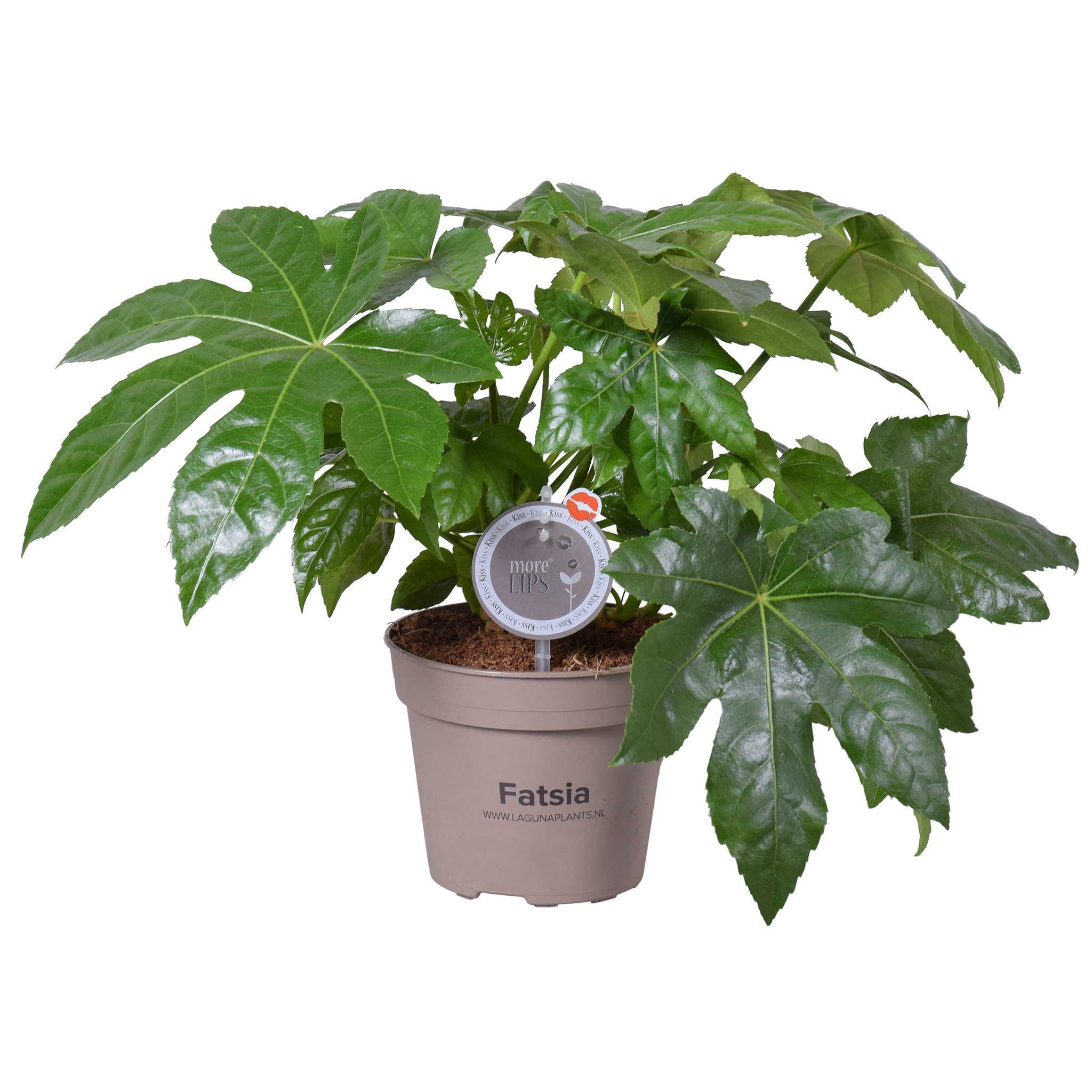 FATSIA JAPONICA