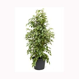 FICUS ROBUSTE GOLDEN