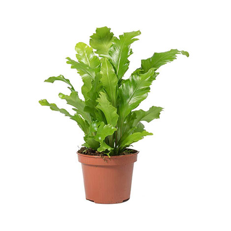 ASPLENIUM