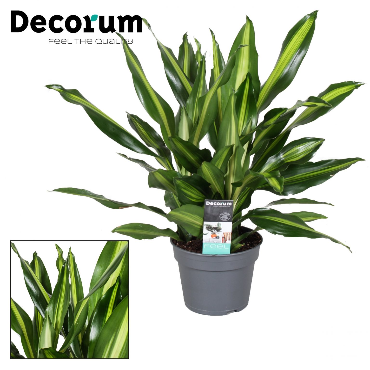 DRACAENA FRAGRANS var. CINTHO Ø 12