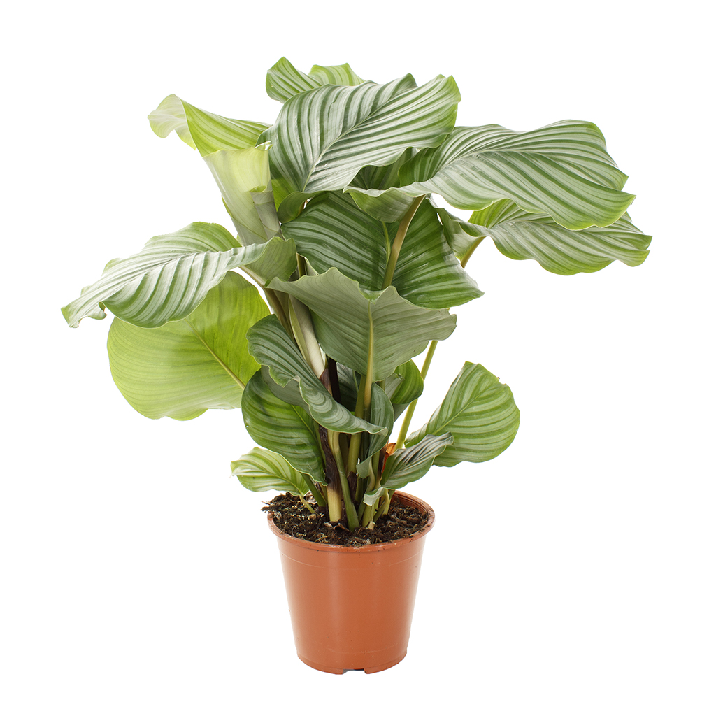 CALATHEA ORBIFOLIA