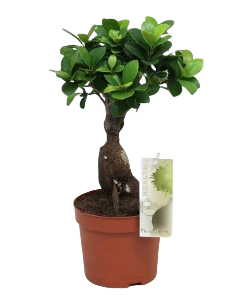 FICUS BONSAI