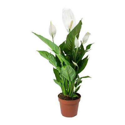 SPATHIPHYLLUM WALLISLL