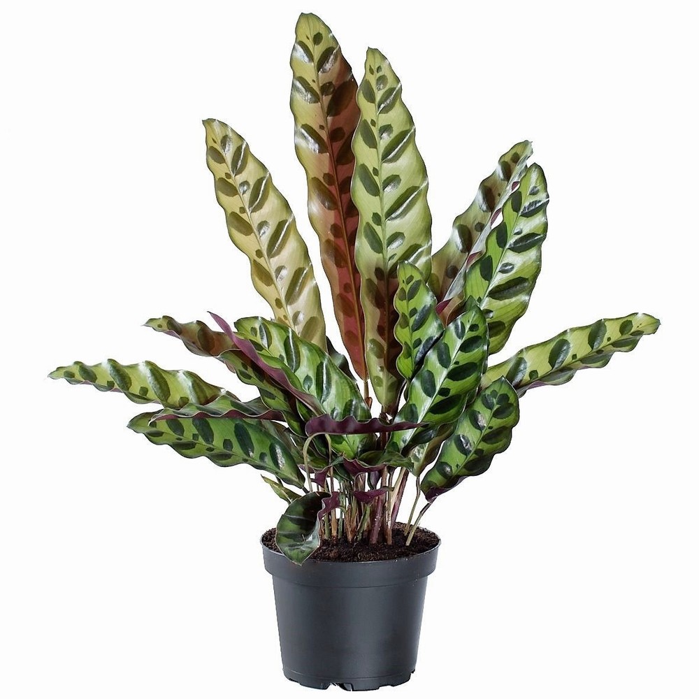 CALATHEA LANCIFOLIA