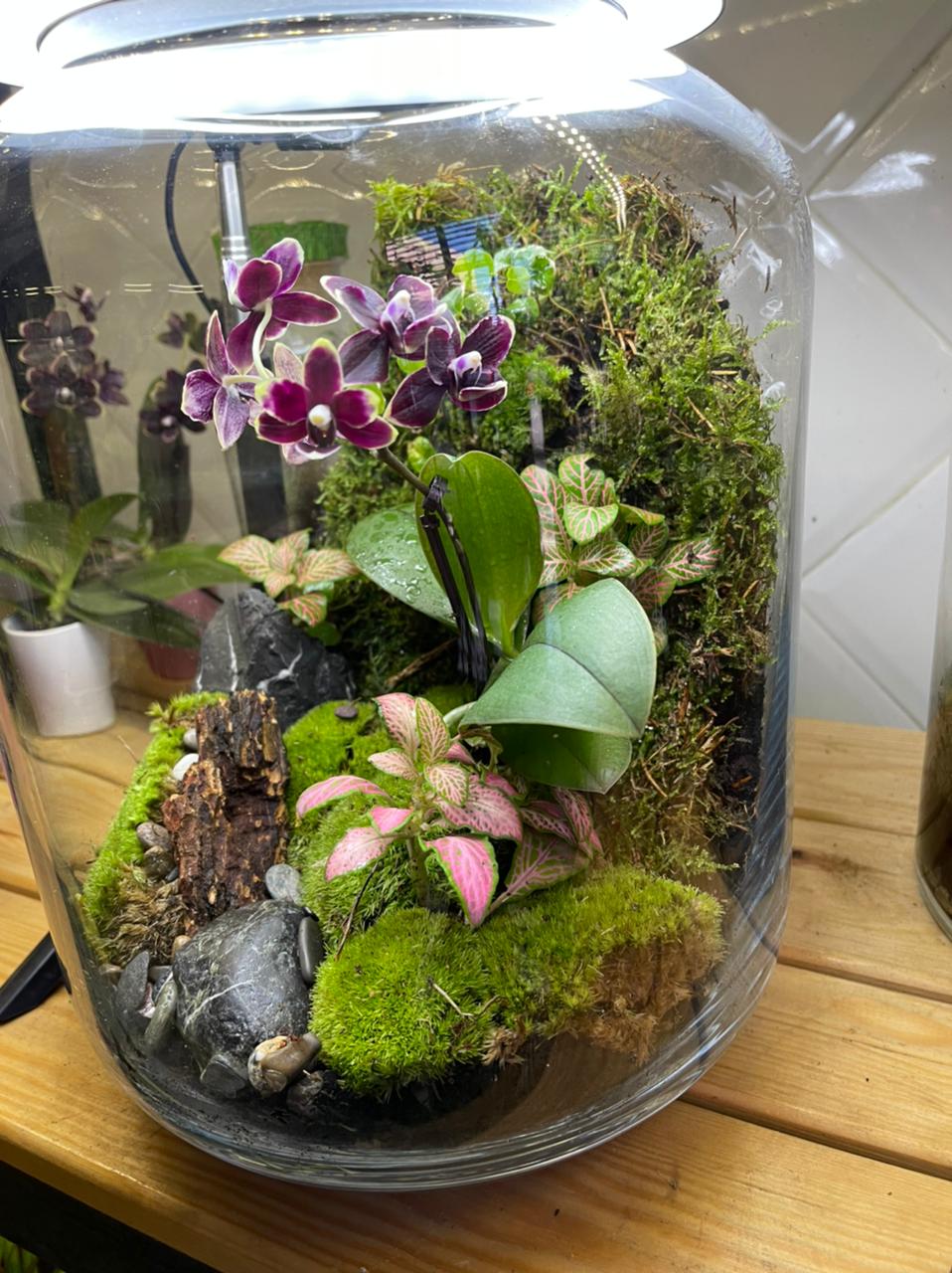 Terrarium Jungle Love Orchid