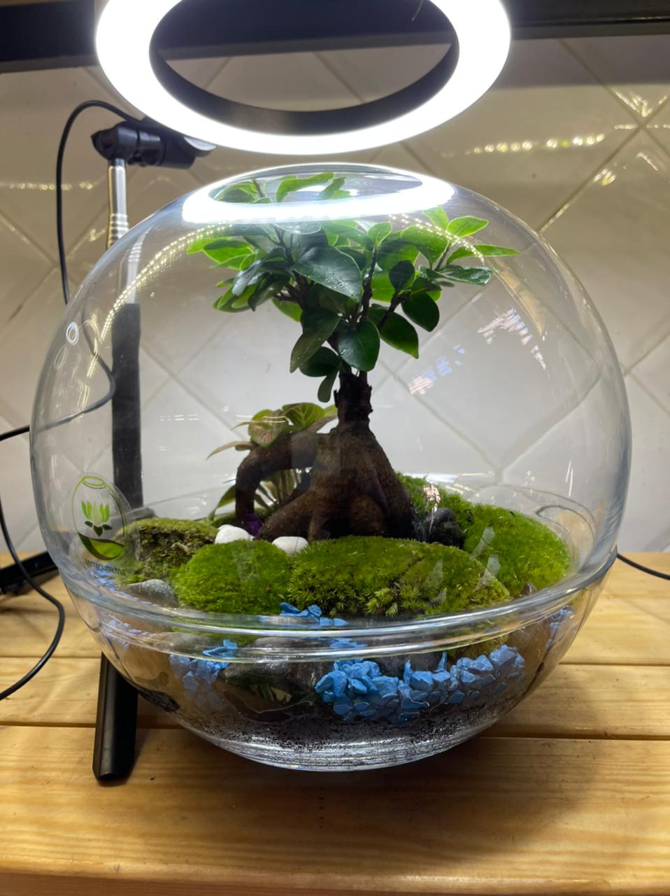 Terrarium Bonsai Dome