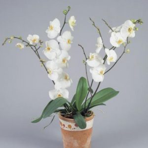 PHALAENOPSIS AMABILIS