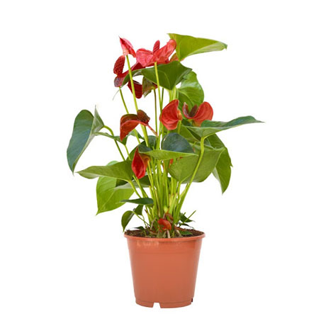 ANTHURIUM