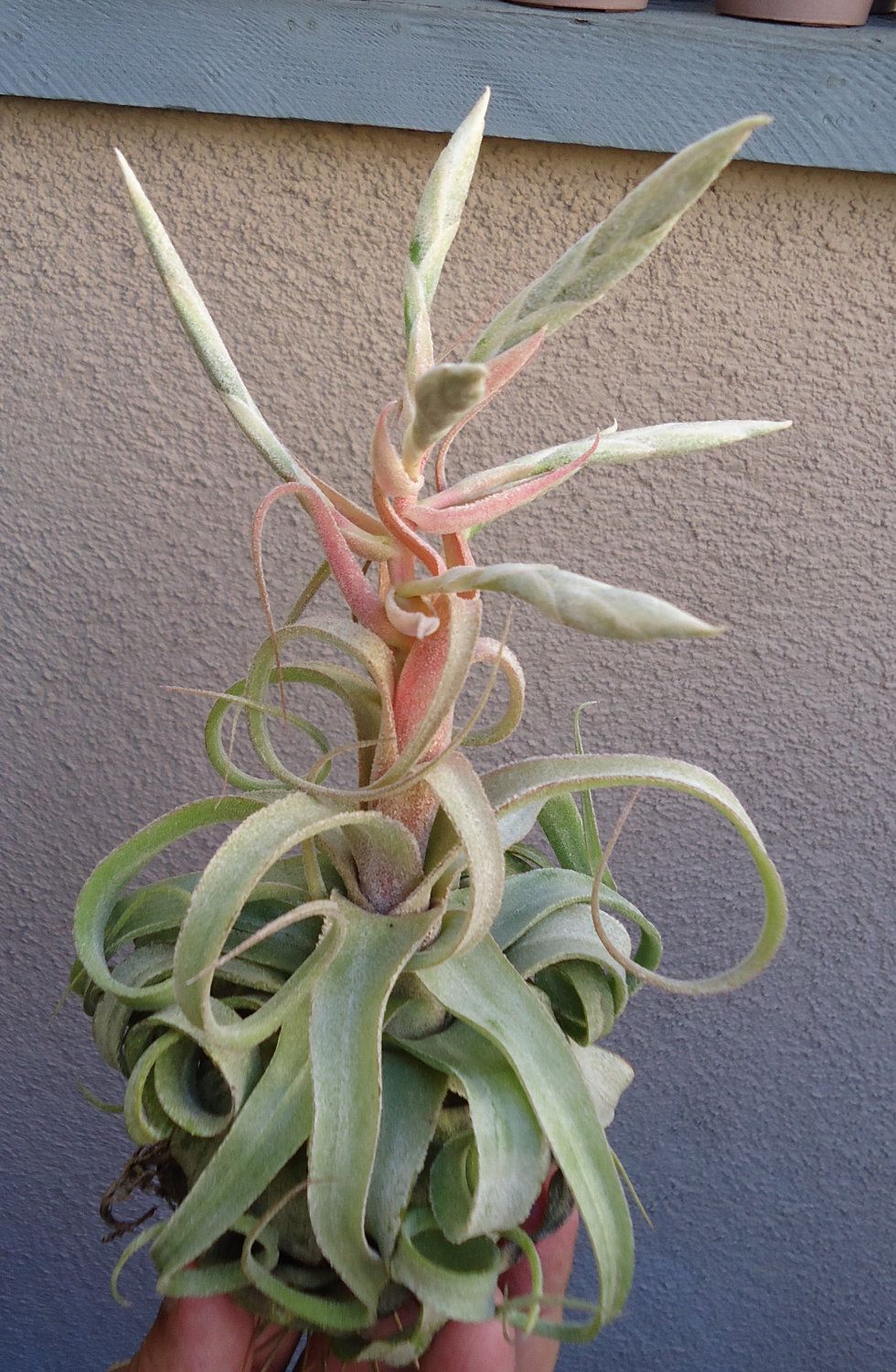 TILLANDSIA ANTO