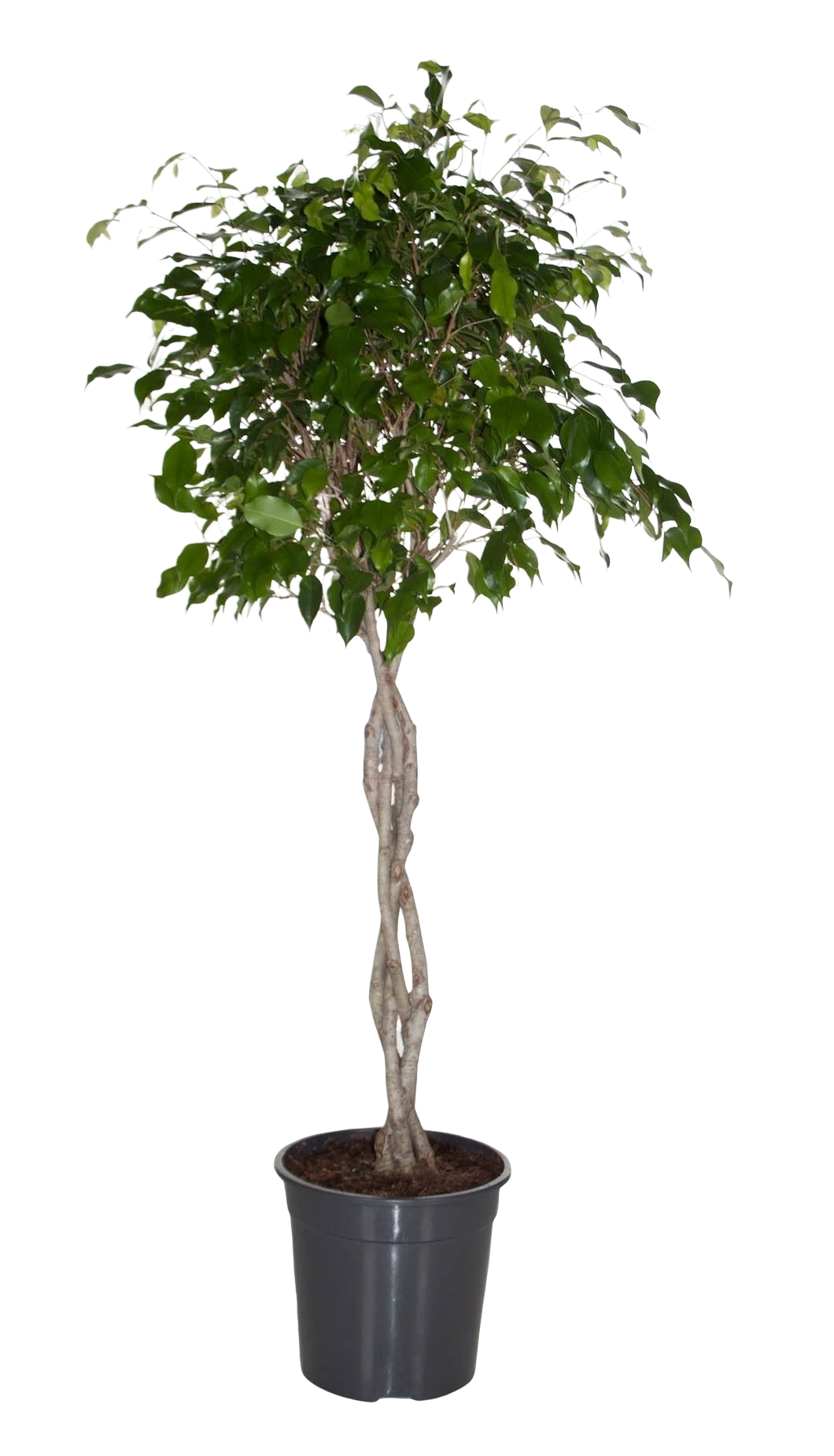 FICUS EXOTICA TRESSE