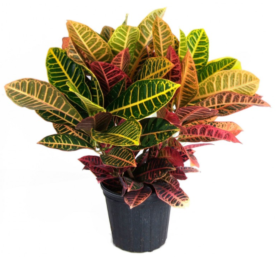 Croton