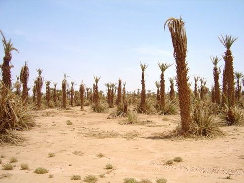 Terrain de 7,63 HA en Palmeraie, proche du Club Med