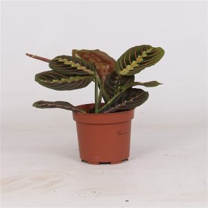 MARANTA OVERIG