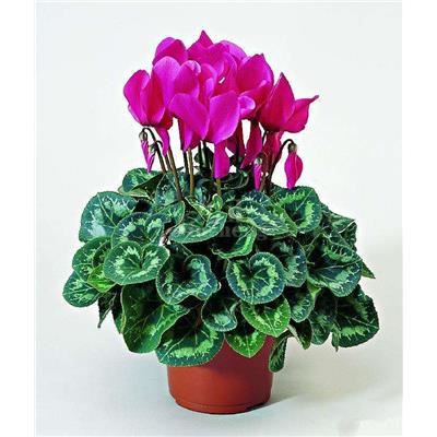 CYCLAMEN GRI PERSICUM