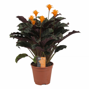 CALATHEA CROCATA